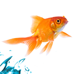 t_poisson.png